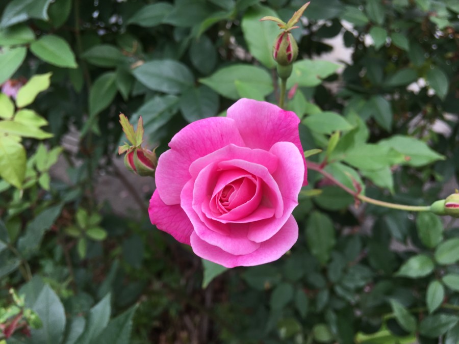 花